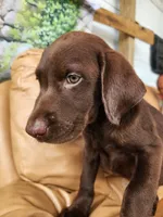 Rocky- Green Eyes, a male Labrador Retriever for sale in Sanderson, FL – 2 of 4