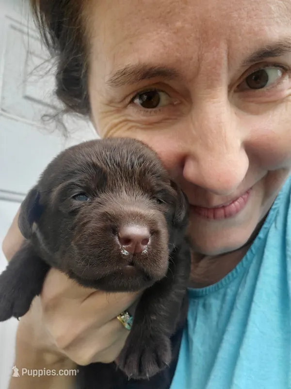 Tootsie – Labrador Retriever puppy for sale in Sanderson, FL