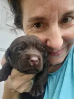 Tootsie, a female Labrador Retriever for sale in Sanderson, FL – 6 of 6