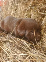 AKC Moose (Coco's litter), a male Labrador Retriever for sale in Sanderson, FL – Photo 5 of 6