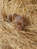 AKC Moose (Coco's litter), a male Labrador Retriever for sale in Sanderson, FL – Photo 6 of 6
