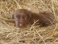 AKC Moose (Coco's litter), a male Labrador Retriever for sale in Sanderson, FL – Photo 3 of 6