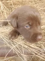 AKC Moose (Coco's litter), a male Labrador Retriever for sale in Sanderson, FL – Photo 4 of 6