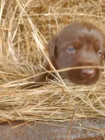 AKC Moose (Coco's litter), a male Labrador Retriever for sale in Sanderson, FL – Photo 1 of 6