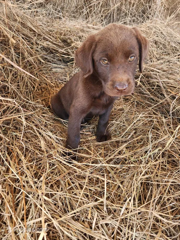 AKC Moose – Labrador Retriever puppy for sale in Sanderson, FL