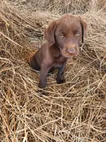 AKC Moose, a male Labrador Retriever for sale in Sanderson, FL – Photo 1 of 7