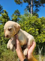 AKC Oakley, a male Labrador Retriever for sale in Sanderson, FL – 9 of 10