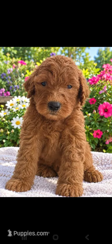 Archie-F1b – Goldendoodle puppy for sale in Sanderson, FL