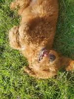 Miracle, a male Goldendoodle for sale in Sanderson, FL – 2 of 3