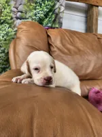 Willow, a female Labrador Retriever for sale in Sanderson, FL – 1 of 5