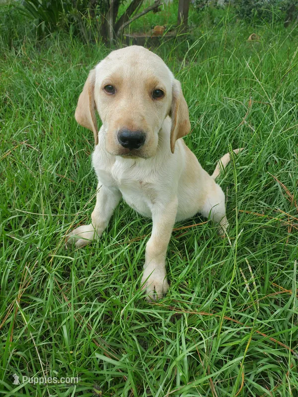 Scout – Great Pyrenees, Labrador Retriever puppy for sale in Sanderson, FL