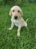 Scout, a male Labrador Retriever for sale in Sanderson, FL – 1 of 5
