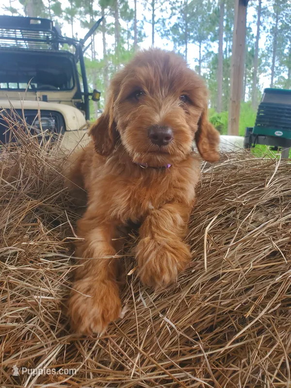 Teddy – Goldendoodle puppy for sale in Sanderson, FL