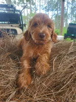 Teddy, a male Goldendoodle for sale in Sanderson, FL – 1 of 5