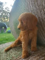 Coco- Well Trained!, a female Goldendoodle for sale in Sanderson, FL – 10 of 10