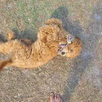 Ivy, a female Goldendoodle for sale in Sanderson, FL – Photo 3 of 9