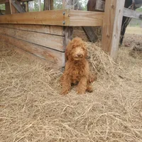 Ivy, a female Goldendoodle for sale in Sanderson, FL – Photo 9 of 9