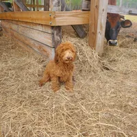 Ivy, a female Goldendoodle for sale in Sanderson, FL – Photo 6 of 9
