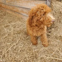 Ivy, a female Goldendoodle for sale in Sanderson, FL – Photo 1 of 9