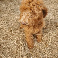Ivy, a female Goldendoodle for sale in Sanderson, FL – Photo 4 of 9