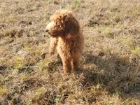 Ivy, a female Goldendoodle for sale in Sanderson, FL – Photo 2 of 9
