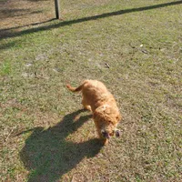 Ivy, a female Goldendoodle for sale in Sanderson, FL – Photo 5 of 9
