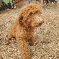 Ivy, a female Goldendoodle for sale in Sanderson, FL – Photo 8 of 9