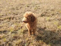 Ivy, a female Goldendoodle for sale in Sanderson, FL – Photo 7 of 9
