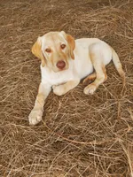 Ellie, a female Labrador Retriever for sale in Sanderson, FL – 2 of 3