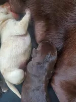 AKC Puppies are here!, a female Labrador Retriever for sale in Sanderson, FL – 7 of 7