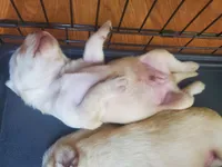 Butterfinger, a male Labrador Retriever for sale in Sanderson, FL – 2 of 4