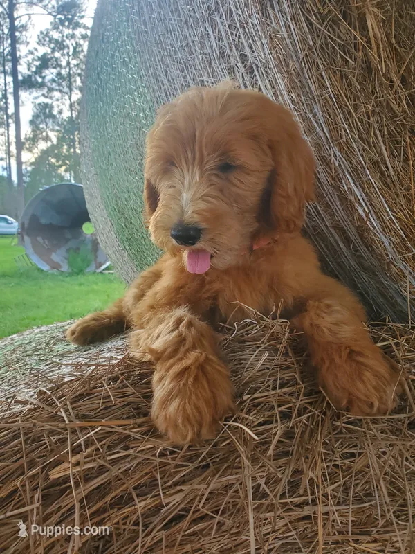 Sadie-Trained! – Goldendoodle puppy for sale in Sanderson, FL