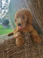 Sadie-Trained!, a female Goldendoodle for sale in Sanderson, FL – 1 of 8