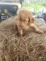 Teddy, a male Goldendoodle for sale in Sanderson, FL – 5 of 5