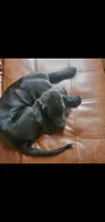 Nova, a female Labrador Retriever for sale in Sanderson, FL – 2 of 3