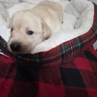 AKC Honey, a female Labrador Retriever for sale in Sanderson, FL – Photo 3 of 3