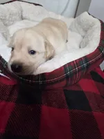 AKC Honey, a female Labrador Retriever for sale in Sanderson, FL – Photo 3 of 3