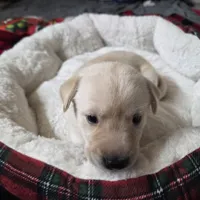 AKC Honey, a female Labrador Retriever for sale in Sanderson, FL – Photo 2 of 3