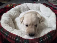 AKC Honey, a female Labrador Retriever for sale in Sanderson, FL – Photo 2 of 3