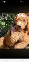 Rosie, a female Goldendoodle for sale in Sanderson, FL – 2 of 4