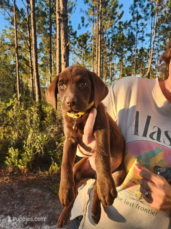 AKC Charlotte – Labrador Retriever puppy on hold in Sanderson, FL