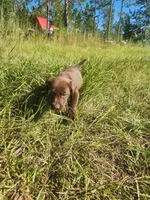 Kit Kat, a female Labrador Retriever for sale in Sanderson, FL – 5 of 5