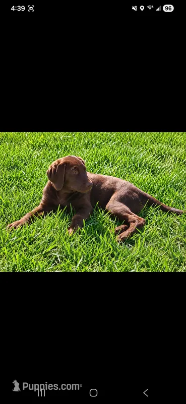 AKC Molly – Labrador Retriever puppy for sale in Sanderson, FL