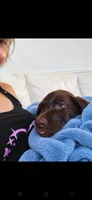 Bear, a male Labrador Retriever for sale in Sanderson, FL – 7 of 8