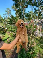 Theodore, a male Goldendoodle for sale in Sanderson, FL – 2 of 3
