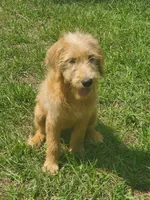 Honey, a female Labradoodle for sale in Sanderson, FL – 2 of 4