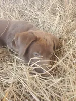 Mocha, a female Labrador Retriever for sale in Sanderson, FL – 4 of 4
