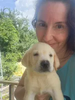 Duke, a male Labrador Retriever for sale in Sanderson, FL – 2 of 2