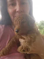Winston-F1b, a male Goldendoodle for sale in Sanderson, FL – 1 of 3