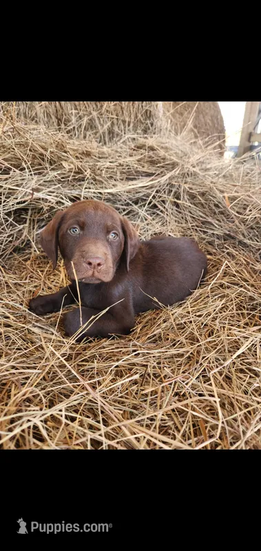 Rocky – Labrador Retriever puppy for sale in Sanderson, FL